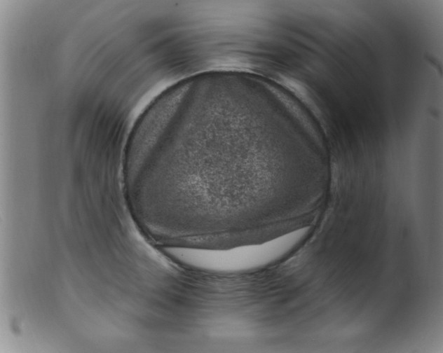 X0000099481331200805231846