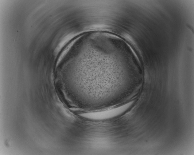 X0000099481336200805231846