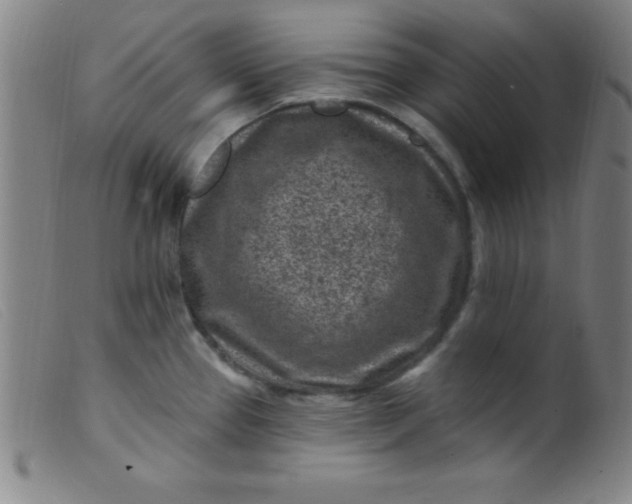 X0000099481337200805231846