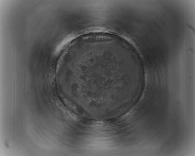X0000099481359200805231845