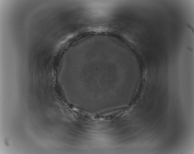 X0000099481398200805231844