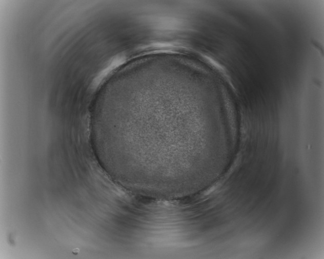 X0000099481411200805231844