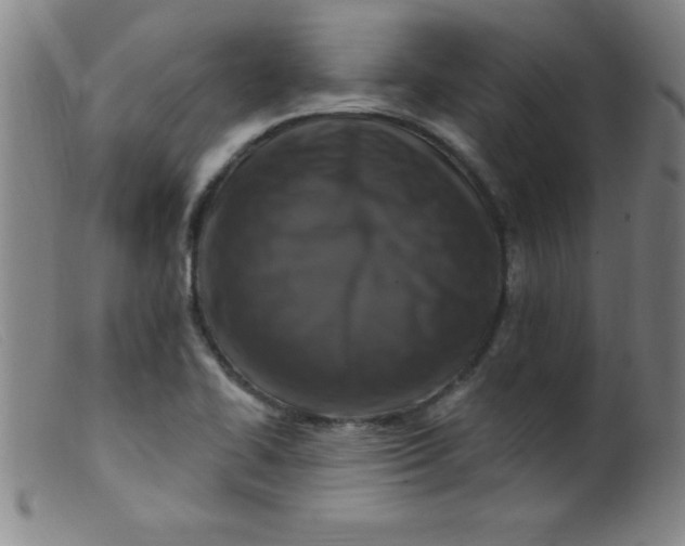 X0000099481414200805231844
