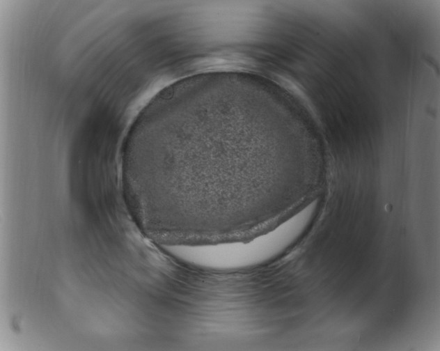 X0000099481419200805231844