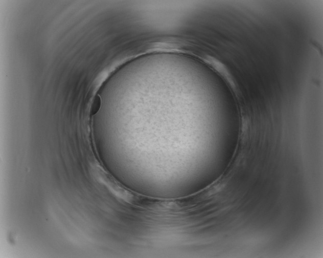 X0000099481435200805231844