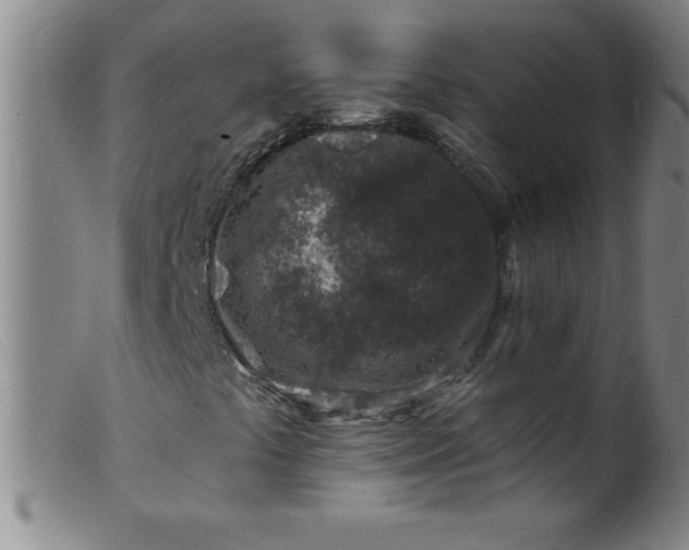 X0000099481441200805231843