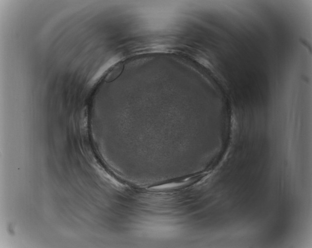 X0000099481450200805231843