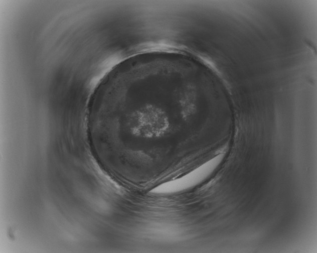 X0000099481463200805231843