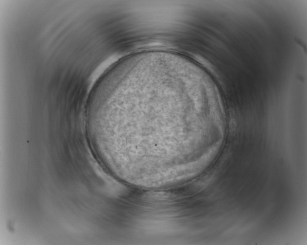X0000099481474200805231843