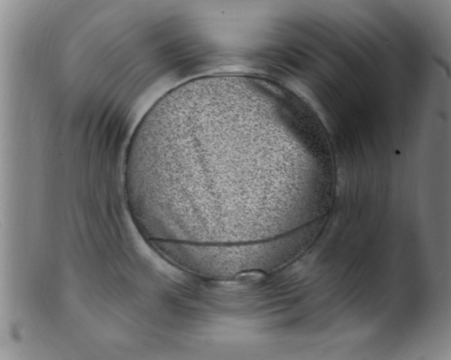 X0000099481483200805231843