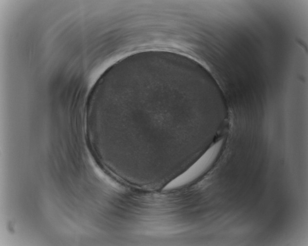 X0000099481515200805231842