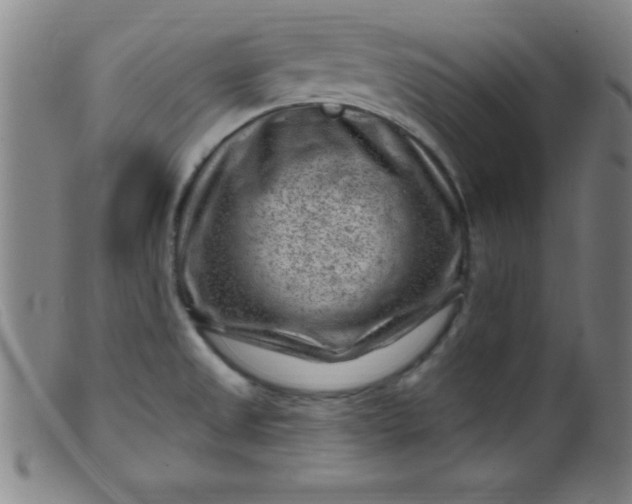 X0000099481525200805231843