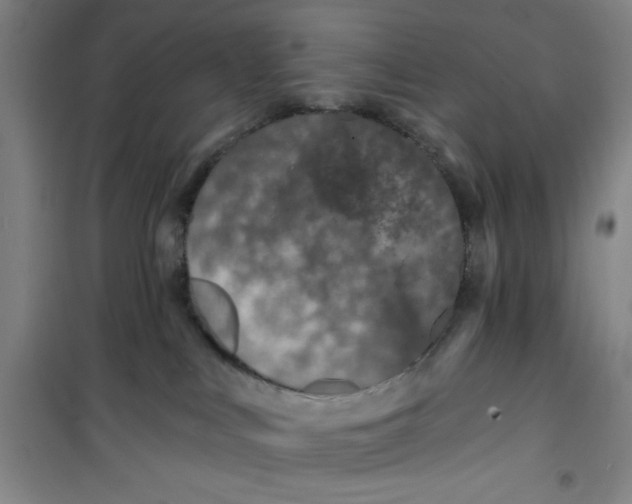 X0000099480043200805301628