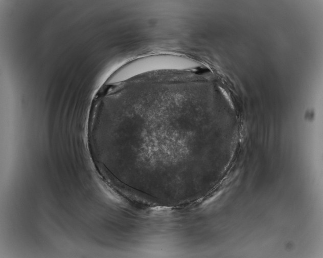 X0000099480052200805301627