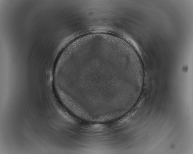X0000099480059200805301627