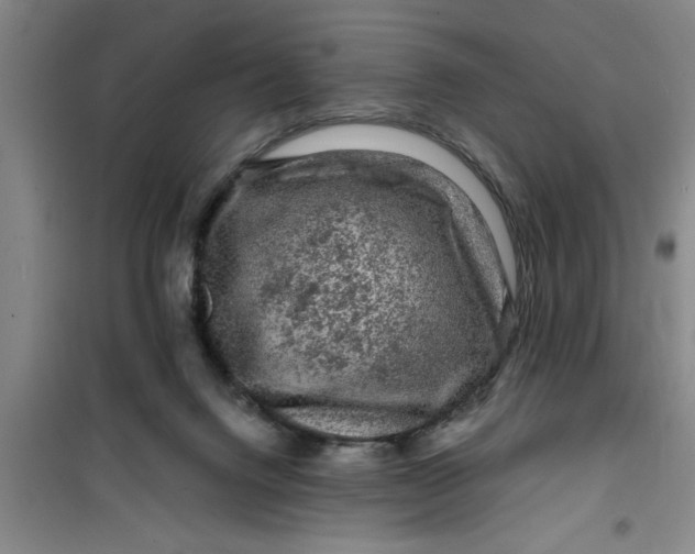 X0000099480072200805301628