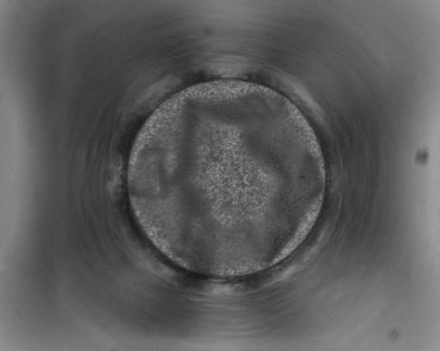 X0000099480073200805301628
