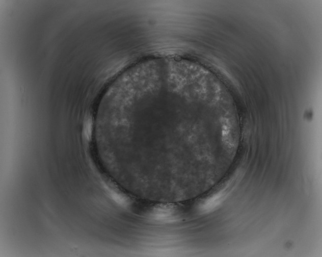 X0000099480076200805301628