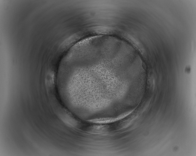 X0000099480117200805301627