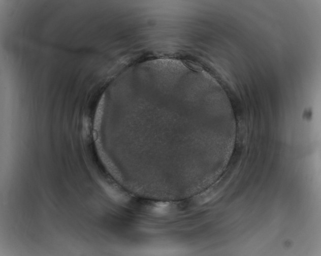 X0000099480130200805301627
