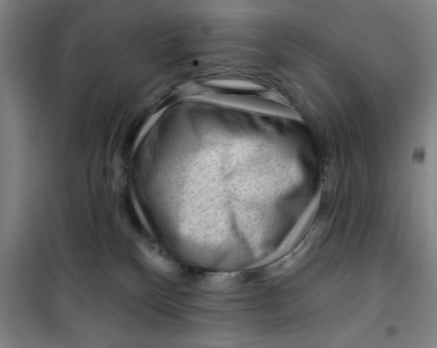 X0000099480136200805301627