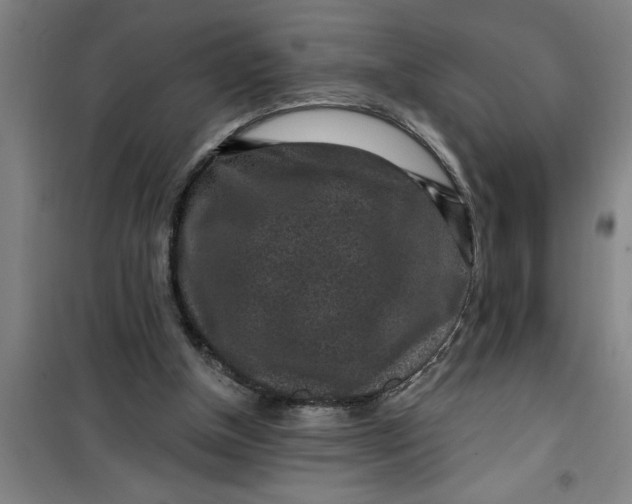 X0000099480154200805301626