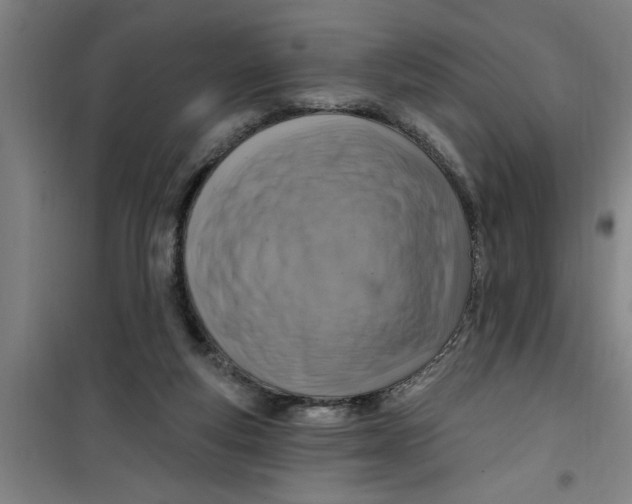 X0000099480163200805301626