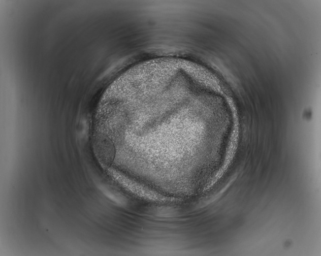 X0000099480165200805301626