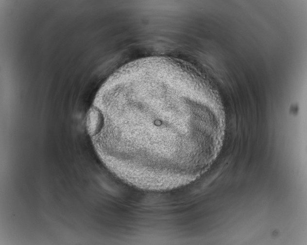 X0000099480177200805301626