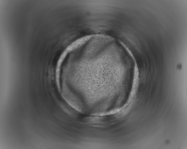 X0000099480182200805301626