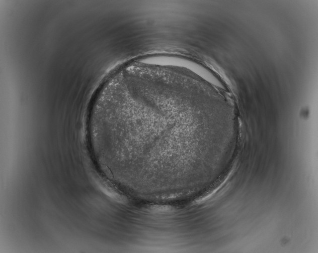 X0000099480203200805301626