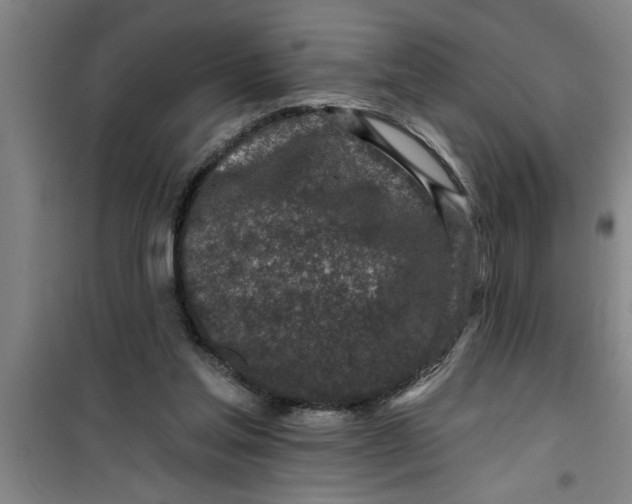X0000099480205200805301626