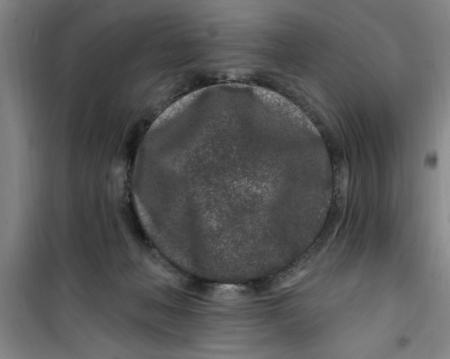 X0000099480222200805301625