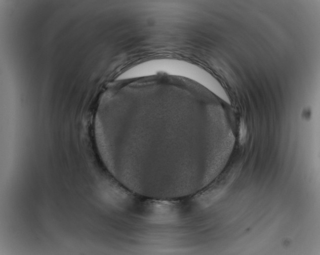 X0000099480229200805301625