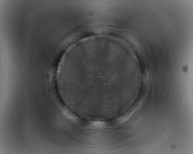 X0000099480233200805301625