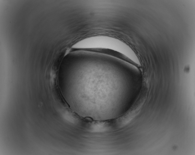 X0000099480235200805301625