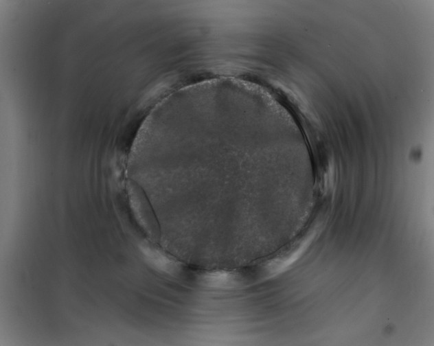 X0000099480237200805301625