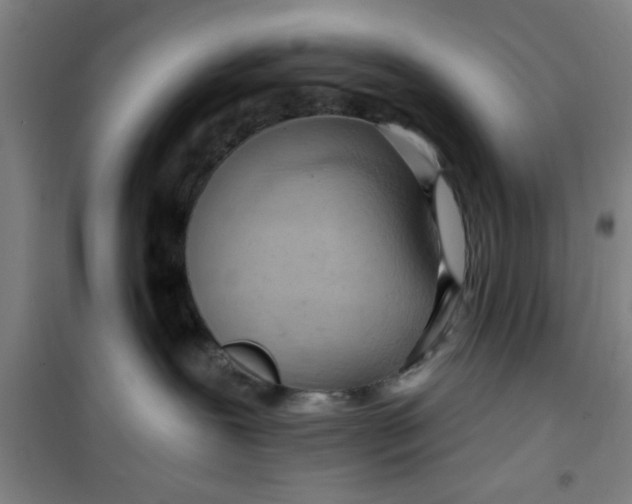 X0000099480239200805301625