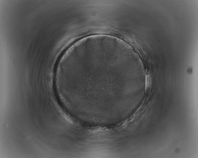 X0000099480243200805301625
