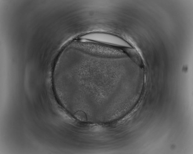 X0000099480249200805301625