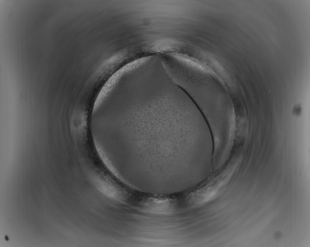 X0000099480260200805301625