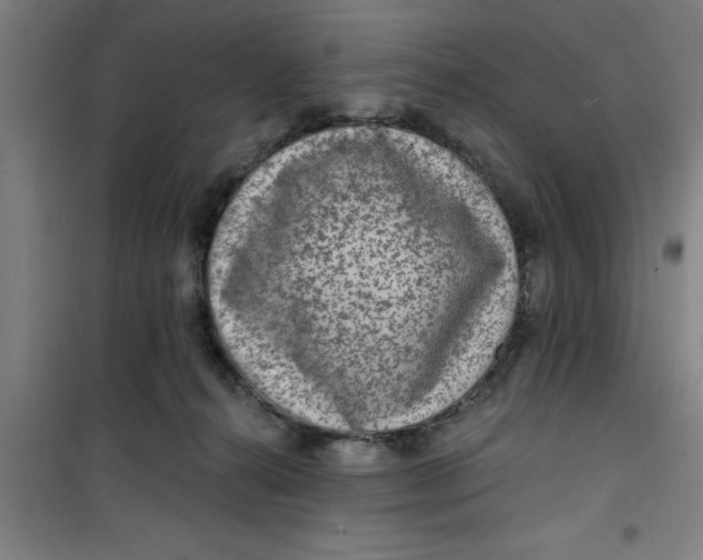 X0000099480272200805301625