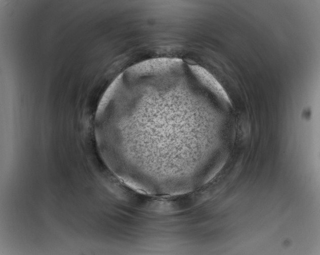 X0000099480276200805301625