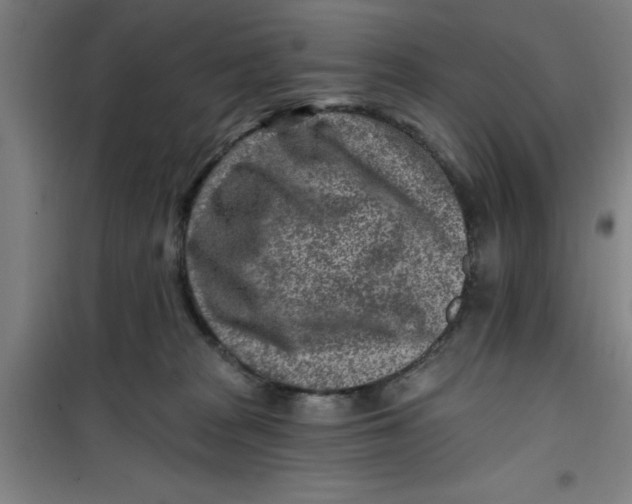 X0000099480277200805301625
