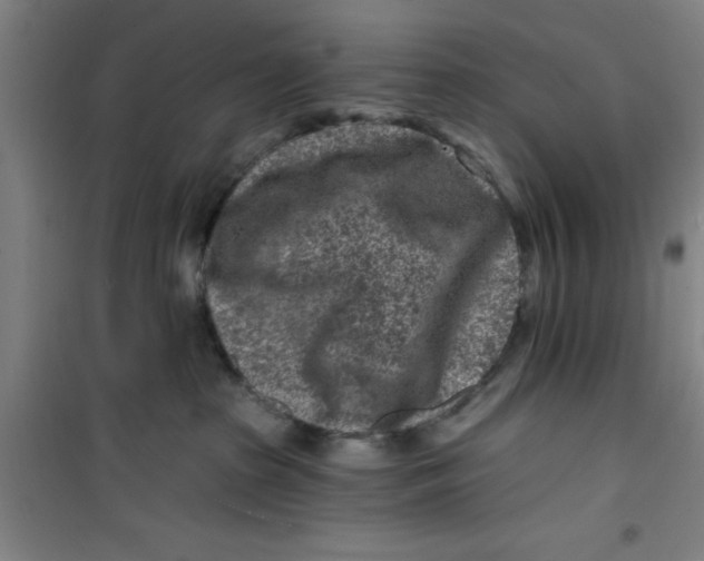X0000099480285200805301625