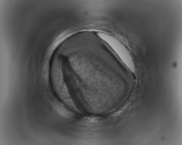 X0000099480295200805301625