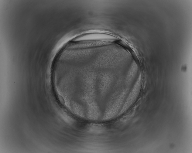 X0000099480296200805301624