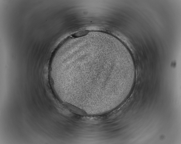 X0000099480297200805301624