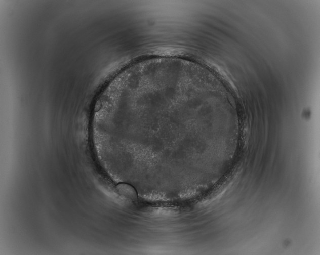 X0000099480303200805301624