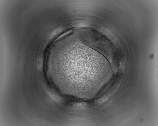 X0000099480304200805301624